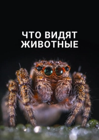 Что видят животные (2018)